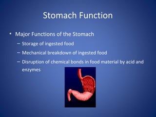 Stomach Function
• Major Functions of the Stomach
– Storage of ingested food
– Mechanical breakdown of ingested food
– Disruption of chemical bonds in food material by acid and
enzymes
 