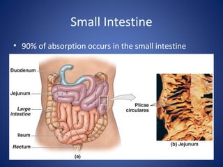 Small Intestine
• 90% of absorption occurs in the small intestine
 