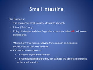 Small Intestine
• The Duodenum
– The segment of small intestine closest to stomach
– 25 cm (10 in.) long
– Lining of intestine walls has finger-like projections called villi, to increase
surface area.
– “Mixing bowl” that receives chyme from stomach and digestive
secretions from pancreas and liver
– Functions of the duodenum
• To receive chyme from stomach
• To neutralize acids before they can damage the absorptive surfaces
of the small intestine
 