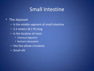 Small Intestine
• The Jejunum
– Is the middle segment of small intestine
– 2.5 meters (8.2 ft) long
– Is the location of most
• Chemical digestion
• Nutrient absorption
– Has few plicae circulares
– Small villi
 
