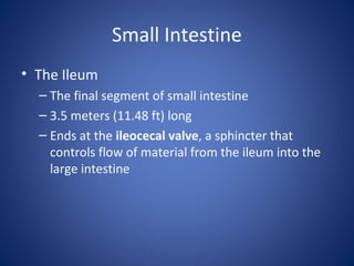Small Intestine
• The Ileum
– The final segment of small intestine
– 3.5 meters (11.48 ft) long
– Ends at the ileocecal valve, a sphincter that
controls flow of material from the ileum into the
large intestine
 