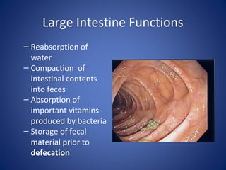 Large Intestine Functions
– Reabsorption of
water
– Compaction of
intestinal contents
into feces
– Absorption of
important vitamins
produced by bacteria
– Storage of fecal
material prior to
defecation
 