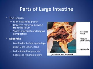 Parts of Large Intestine
• The Cecum
– Is an expanded pouch
– Receives material arriving
from the ileum
– Stores materials and begins
compaction
• Appendix
– Is a slender, hollow appendage
about 9 cm (3.6 in.) long
– Is dominated by lymphoid
nodules (a lymphoid organ)
 