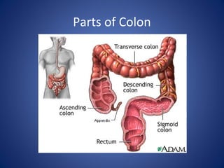Parts of Colon
 