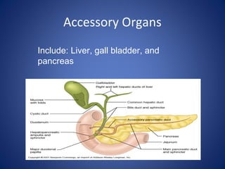 Accessory Organs
Include: Liver, gall bladder, and
pancreas
 