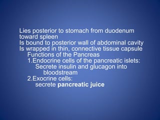 Lies posterior to stomach from duodenum
toward spleen
Is bound to posterior wall of abdominal cavity
Is wrapped in thin, connective tissue capsule
Functions of the Pancreas
1.Endocrine cells of the pancreatic islets:
Secrete insulin and glucagon into
bloodstream
2.Exocrine cells:
secrete pancreatic juice
 