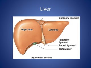 Liver
 