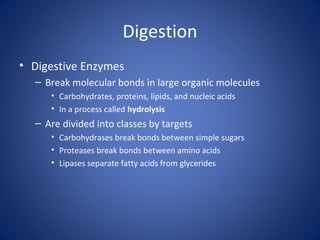 Digestion
• Digestive Enzymes
– Break molecular bonds in large organic molecules
• Carbohydrates, proteins, lipids, and nucleic acids
• In a process called hydrolysis
– Are divided into classes by targets
• Carbohydrases break bonds between simple sugars
• Proteases break bonds between amino acids
• Lipases separate fatty acids from glycerides
 