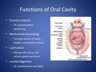 Functions of Oral Cavity
• Sensory analysis
– Of material before
swallowing
• Mechanical processing
– Through actions of teeth,
tongue, and palatal surfaces
• Lubrication
– Mixing with mucus and
salivary gland secretions
• Limited digestion
– Of carbohydrates and lipids
 