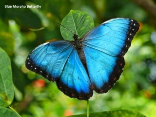 Blue Morpho Butterfly
 