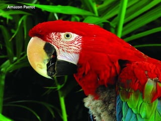 Amazon Parrot
 