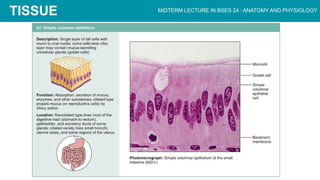 CHAPTER 3 The Cellular Level of Organization.pptx