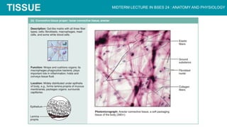 CHAPTER 3 The Cellular Level of Organization.pptx