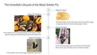 The Incredible Lifecycle of the Black Soldier Fly
1 Egg (5-7 days)
The Black Soldier Fly life cycle begins when adult flies lay eggs
on egg traps above the decomposing organic matter.
2
3 Pupa (4-5 days)
The larvae eventually pupate and transform into adult flies,
which live for only a few days and do not feed on waste.
4
Adult (7-10 days)
The adult flies mate and lay eggs, starting the cycle anew.
Larva (15-18 days)
Once hatched, the larvae begin feeding on the organic matter,
growing rapidly and transforming the waste into nutrient-rich
castings.
 
