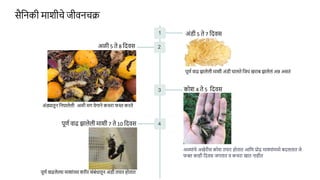 सैनिकी मयशीचे जीविचि
1 अांडी 5 ते 7 नदवस
पूणा वयढ झयलेली मयशी अांडी घयलते नजर्ां खरयब झयलेलां अन्न असतां
2
3 कोश 4 ते 5 नदवस
अळ्यांचे अखेरीस कोश तययर होतयत आनण प्रोढ मयश्ययांमध्ये बदलतयत जे
फक्त कयही नदवस जगतयत व कचरय खयत ियहीत
4
पूणा वयढ झयलेली मयशी 7 ते 10 नदवस
पूणा वयढलेल्यय मयशयांच्यय शरीर सांबांधयतूि अांडी तययर होतयत
अळी 5 ते 8 नदवस
अांड्यतूि निघयलेली अळी मग वेगयिे कचरय फस्त करते
 