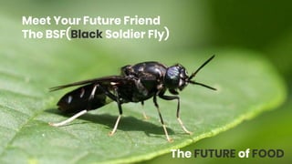 Meet Your Future Friend
The BSF(Black Soldier Fly)
The FUTURE of FOOD
 