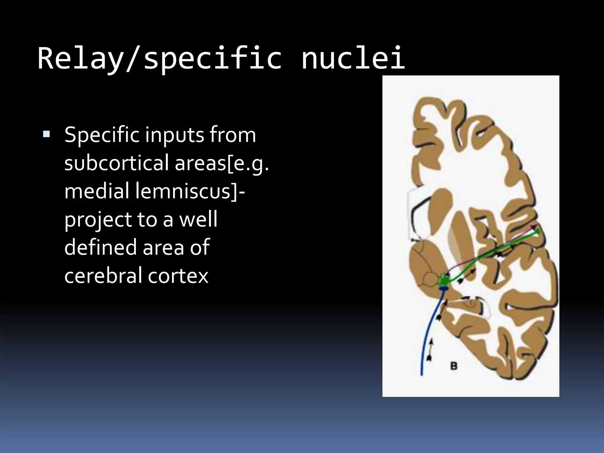 Relay/specific nuclei
 Specific inputs from
subcortical areas[e.g.
medial lemniscus]-
project to a well
defined area of
cerebral cortex
 