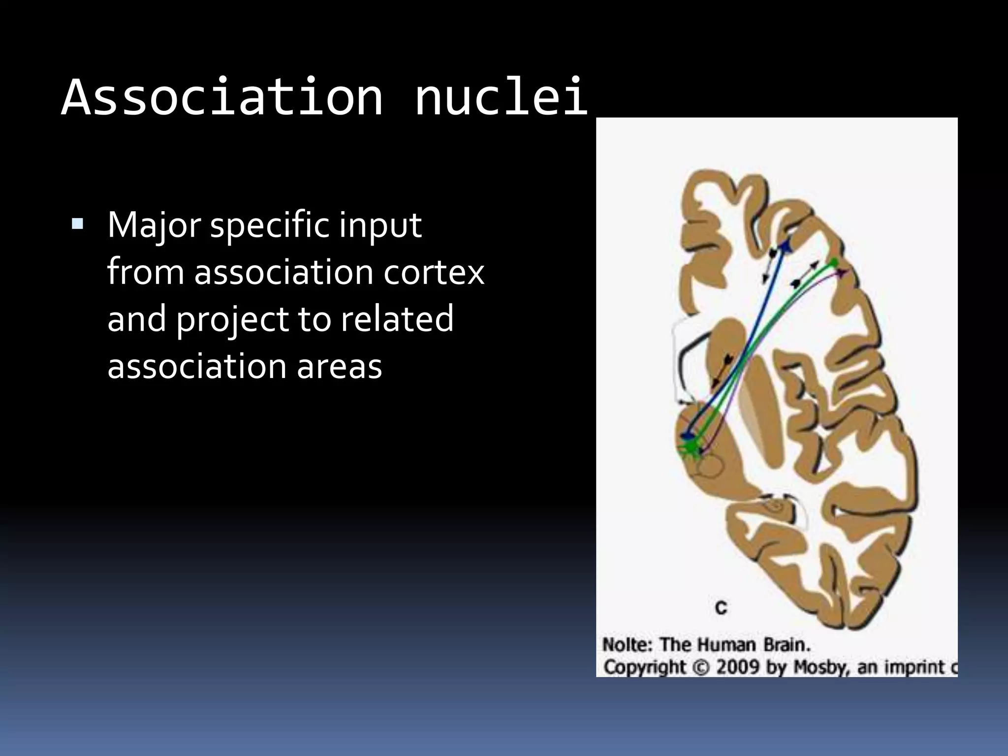 Association nuclei
 Major specific input
from association cortex
and project to related
association areas
 
