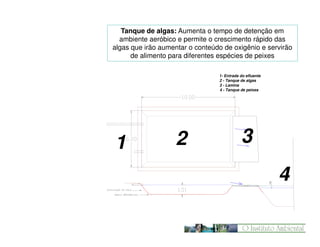 Tanque de algas: Aumenta o tempo de detenção em
ambiente aeróbico e permite o crescimento rápido das
algas que irão aumentar o conteúdo de oxigênio e servirão
de alimento para diferentes espécies de peixes
TANQUE DE
ALGAS

2

3
0.22

1

1- Entrada do efluente
2 - Tanque de algas
3 - Lamina
4 - Tanque de peixes

4

 