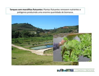 Tanques com macrófitas flutuantes: Plantas flutuantes removem nutrientes e
patógenos produzindo uma enorme quantidade de biomassa.

 
