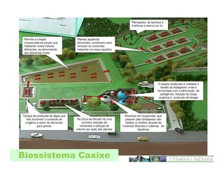 Plantações, de bambus e
frutíferas e retorno ao rio

Permite a criação
consorciada de peixes que
habitarão níveis tróficos
diferentes, se alimentando
dos diferentes níveis

Plantas aquáticas
jflutuantes, contribuem para
remover os nutrientes
restantes no corpo aquático

O esgoto produzido é coletado e
levado ao biodigestor onde é
fermentado com a eliminação de
patógenos, redução da carga
orgânica e produção de biogás

Tanque de produção de algas que
irão aumentar o conteúdo de
oxigênio e servir de alimentos
para peixes

Na Zona de Raízes há uma
primeira redução de
nutrientes e redução do
volume por ação das plantas

Biossistema Caxixe

Resíduos em suspensão que
passam pelo biodigestor são
retidos no biofiltro através de
materiais filtrantes e colônias de
bactérias

 
