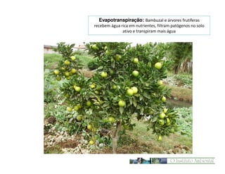 Evapotranspiração: Bambuzal e árvores frutíferas
recebem água rica em nutrientes, filtram patógenos no solo
ativo e transpiram mais água

 
