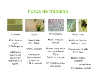 Força de trabalho

Bacterias

Algas

Protozoários

Micro fauna

Unicelulares
2 m
10.000 espécies

Unicelulares
50 100 m

Multi celulares
200 m

Rotíferos, Daphnia
200 m – 1mm

10.000 espécies

Filtram organismos
com tamanho até
25 m
(bacterias e algas)

Organismos de vida
livre, fixos

Catalizam a
maioria das
reações no
tratamento de
águas.

Carregados
eletricamente
Acumulam
C, N, P e metais

Servem de comida
para peixes

Filtram algas e
Bacterias
Michael Shaw
The Ecovillage Institute

 