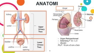 ANATOMI
Ginjal
- Organ Retroperitoneal
- Setentang T 12 – L 3
- Ukuran :
P/L/T 10 cm x 5 cm x 3cm
Cortex
Medulla
Calyx
1
 