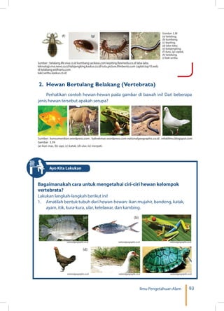 93Ilmu Pengetahuan Alam
Sumber : belalang.life.viva.co.id kumbang.sacikeas.com kepiting.flexmedia.co.id laba-laba.
teknologi.viva.news.co.id kalajengking.kaskus.co.id kutu.picture.filmbento.com caplak.top10.web.
id kelabang.widhiarta.com
kaki seribu.kaskus.co.id.
Gambar 3.38
(a) belalang,
(b) kumbang,
(c) kepiting,
(d) laba-laba,
(e) kalajengking,
(f) kutu, (g) caplak,
(h) kelabang,
(i) kaki seribu.
(g) (h) (i)(f)
2. Hewan Bertulang Belakang (Vertebrata)
Perhatikan contoh hewan-hewan pada gambar di bawah ini! Dari beberapa
jenis hewan tersebut apakah serupa?
(a) (b) (d)(c) (e)
Sumber : konsumenikan.wordpress.com . balivetman.wordpress.com nationalgeographic.co.id . info69mu.blogspot.com
Gambar 3.39
(a) ikan mas, (b) sapi, (c) katak, (d) ular, (e) merpati.
Bagaimanakah cara untuk mengetahui ciri-ciri hewan kelompok
vertebrata?
Lakukan langkah-langkah berikut ini!
1.	 Amatilah bentuk tubuh dari hewan-hewan: ikan mujahir, bandeng, katak,
ayam, itik, kura-kura, ular, kelelawar, dan kambing.
nationalgeographic.co.id nationalgeographic.co.id nationalgeographic.co.id
(a) (b) (c)
nationalgeographic.co.id nationalgeographic.co.id nationalgeographic.co.id
(d) (e) (f)
Ayo Kita Lakukan
 