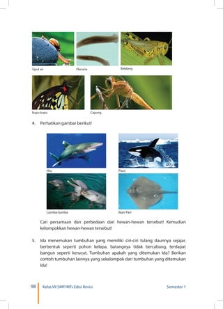 98 Kelas VII SMP/MTs Edisi Revisi Semester 1
Capung
4.	 Perhatikan gambar berikut!
	 Cari persamaan dan perbedaan dari hewan-hewan tersebut! Kemudian
kelompokkan hewan-hewan tersebut!
5.	 Ida menemukan tumbuhan yang memiliki ciri-ciri tulang daunnya sejajar,
berbentuk seperti pohon kelapa, batangnya tidak bercabang, terdapat
bangun seperti kerucut. Tumbuhan apakah yang ditemukan Ida? Berikan
contoh tumbuhan lainnya yang sekelompok dari tumbuhan yang ditemukan
Ida!
Hiu
Siput air Planaria Belalang
Kupu-kupu
Paus
Lumba-lumba Ikan Pari
 