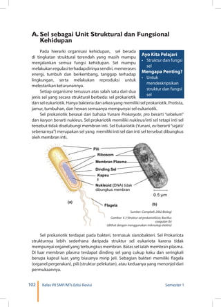 102 Kelas VII SMP/MTs Edisi Revisi Semester 1
A.	Sel sebagai Unit Struktural dan Fungsional
Kehidupan
Pada hierarki organisasi kehidupan, sel berada
di tingkatan struktural terendah yang masih mampu
menjalankan semua fungsi kehidupan. Sel mampu
melakukan regulasi terhadap dirinya sendiri, memeroses
energi, tumbuh dan berkembang, tanggap terhadap
lingkungan, serta melakukan reproduksi untuk
melestarikan keturunannya.
Setiap organisme tersusun atas salah satu dari dua
jenis sel yang secara struktural berbeda: sel prokariotik
dan sel eukariotik. Hanya bakteria dan arkea yang memiliki sel prokariotik. Protista,
jamur, tumbuhan, dan hewan semuanya mempunyai sel eukariotik.
Sel prokariotik berasal dari bahasa Yunani Prokaryote, pro berarti “sebelum”
dan karyon berarti nukleus. Sel prokariotik memiliki nukleus/inti sel tetapi inti sel
tersebut tidak diselubungi membran inti. Sel Eukariotik (Yunani, eu berarti“sejati/
sebenarnya”) merupakan sel yang memiliki inti sel dan inti sel tersebut dibungkus
oleh membran inti.
Ayo Kita Pelajari
•	 Struktur dan fungsi
sel
Mengapa Penting?
•	 Untuk
mendeskripsikan
struktur dan fungsi
sel
	
  
Nukleoid (DNA) tidak
dibungkus membran
Pili
(b)
Ribosom
Membran Plasma
Dinding Sel
Kapsu
l
Flagela
(a)
Sumber: Campbell. 2002 Biologi
Gambar 4.3 Struktur sel prokariotik(a), Bacillus
coagulan (b)
(dilihat dengan menggunakan mikroskop elektro)
Sel prokariotik terdapat pada bakteri, termasuk sianobakteri. Sel Prokariota
strukturnya lebih sederhana daripada struktur sel eukariota karena tidak
mempunyai organel yang terbungkus membran. Batas sel ialah membran plasma.
Di luar membran plasma terdapat dinding sel yang cukup kaku dan seringkali
berupa kapsul luar, yang biasanya mirip jeli. Sebagian bakteri memiliki flagela
(organel pergerakan), pili (struktur pelekatan), atau keduanya yang menonjol dari
permukaannya.
 