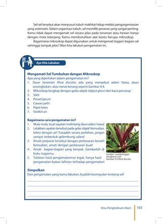 103Ilmu Pengetahuan Alam
Sel-sel tersebut akan menyusun tubuh makhluk hidup melalui pengorganisasian
yang sistematis. Dalam organisasi tubuh, sel memiliki peranan yang sangat penting.
Kamu tidak dapat mengamati sel secara jelas pada tanaman atau hewan hanya
dengan mata telanjang. Kamu membutuhkan alat bantu berupa mikroskop.
Bagaimana mikroskop dapat digunakan untuk mengamati bagian-bagian sel
sehingga tampak jelas? Mari kita lakukan pengamatan ini.
Mengamati Sel Tumbuhan dengan Mikroskop
Apa yang diperlukan dalam pengamatan ini?
1.	 Daun tanaman Rhoe discolor, ada yang menyebut adam hawa, daun
sosongkokan, atau nanas kerang seperti Gambar 4.4.
2.	 Mikroskop lengkap dengan gelas objek (object glass) dan kaca penutup
3.	Silet
4.	Pinset/jarum
5.	 Cawan petri
6.	 Pipet tetes
7.	 Sedikit air
Bagaimana cara pengamatan ini?
1.	 Mula-mula, buat sayatan melintang daun adam hawa!
2.	 Letakkan sayatan tersebut pada gelas objek! Kemudian,
tetesi dengan air! Tutuplah secara perlahan, jangan
sampai terbentuk gelembung udara!
3.	 Amati preparat tersebut dengan perbesaran lemah!
Kemudian, amati dengan perbesaran kuat!
4.	 Amati bagian-bagian yang tampak. Gambarlah di
buku tugasmu.
5.	 Tuliskan hasil pengamatanmu! Ingat, hanya hasil
	 pengamatan bukan tafsiran terhadap pengamatan!
Simpulkan
Dari pengamatan yang kamu lakukan, buatlah kesimpulan tentang sel!
Sumber: carlasbanggar.
wordpress.com
Gambar 4.4 Rhoe discolor
Ayo Kita Lakukan
 