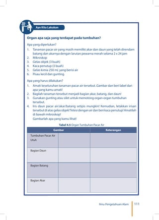 111Ilmu Pengetahuan Alam
Organ apa saja yang terdapat pada tumbuhan?
Apa yang diperlukan?
1.	 Tanaman pacar air yang masih memiliki akar dan daun yang telah direndam
batang dan akarnya dengan larutan pewarna merah selama 2 x 24 jam
2.	Mikroskop
3.	 Gelas objek (3 buah)
4.	 Kaca penutup (3 buah)
5.	 Gelas kimia 250 mL yang berisi air
6.	 Pisau kecil dan gunting.
Apa yang harus dilakukan?
1.	 Amati keseluruhan tanaman pacar air tersebut. Gambar dan beri label dari
apa yang kamu amati!
2.	 Bagilah tanaman tersebut menjadi bagian akar, batang, dan daun!
3.	 Gunakan gunting atau silet untuk memotong organ-organ tumbuhan
tersebut.
4.	 Iris daun pacar air/akar/batang setipis mungkin! Kemudian, letakkan irisan
tersebut di atas gelas objek!Tetesi dengan air dan beri kaca penutup! Amatilah
di bawah mikroskop!
Gambarlah apa yang kamu lihat!
Tabel 4.5 Organ Tumbuhan Pacar Air
Gambar Keterangan
Tumbuhan Pacar Air
Utuh
Bagian Daun
Bagian Batang
Bagian Akar
Ayo Kita Lakukan
 