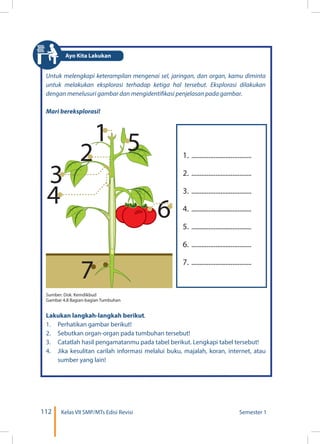 112 Kelas VII SMP/MTs Edisi Revisi Semester 1
Untuk melengkapi keterampilan mengenai sel, jaringan, dan organ, kamu diminta
untuk melakukan eksplorasi terhadap ketiga hal tersebut. Eksplorasi dilakukan
dengan menelusuri gambar dan mengidentifikasi penjelasan pada gambar.
Mari bereksplorasi!
Lakukan langkah-langkah berikut.
1.	 Perhatikan gambar berikut!
2.	 Sebutkan organ-organ pada tumbuhan tersebut!
3.	 Catatlah hasil pengamatanmu pada tabel berikut. Lengkapi tabel tersebut!
4.	 Jika kesulitan carilah informasi melalui buku, majalah, koran, internet, atau
sumber yang lain!
1.	....................................
2.	....................................
3.	....................................
4.	....................................
5.	....................................
6.	....................................
7.	....................................
Sumber: Dok. Kemdikbud
Gambar 4.8 Bagian-bagian Tumbuhan
Ayo Kita Lakukan
 