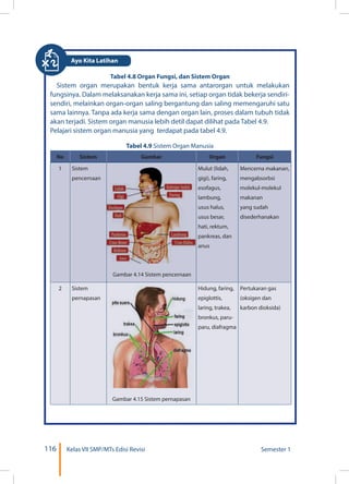 116 Kelas VII SMP/MTs Edisi Revisi Semester 1
Tabel 4.8 Organ Fungsi, dan Sistem Organ
Sistem organ merupakan bentuk kerja sama antarorgan untuk melakukan
fungsinya. Dalam melaksanakan kerja sama ini, setiap organ tidak bekerja sendiri-
sendiri, melainkan organ-organ saling bergantung dan saling memengaruhi satu
sama lainnya. Tanpa ada kerja sama dengan organ lain, proses dalam tubuh tidak
akan terjadi. Sistem organ manusia lebih detil dapat dilihat pada Tabel 4.9.
Pelajari sistem organ manusia yang terdapat pada tabel 4.9.
Tabel 4.9 Sistem Organ Manusia
No Sistem Gambar Organ Fungsi
1 Sistem
pencernaan
Gambar 4.14 Sistem pencernaan
Mulut (lidah,
gigi), faring,
esofagus,
lambung,
usus halus,
usus besar,
hati, rektum,
pankreas, dan
anus
Mencerna makanan,
mengabsorbsi
molekul-molekul
makanan
yang sudah
disederhanakan
2 Sistem
pernapasan
Gambar 4.15 Sistem pernapasan
Hidung, faring,
epiglottis,
laring, trakea,
bronkus, paru-
paru, diafragma
Pertukaran gas
(oksigen dan
karbon dioksida)
Ayo Kita Latihan
 