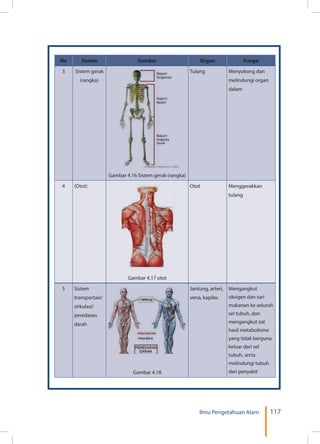 117Ilmu Pengetahuan Alam
No Sistem Gambar Organ Fungsi
3 Sistem gerak
)rangka(
Gambar 4.16 Sistem gerak (rangka)
Tulang Menyokong dan
melindungi organ
dalam
4 (Otot)
Gambar 4.17 otot
Otot Menggerakkan
tulang
5 Sistem
transportasi/
sirkulasi/
peredaran
darah
Gambar 4.18
Jantung, arteri,
vena, kapiler,
Mengangkut
oksigen dan sari
makanan ke seluruh
sel tubuh, dan
mengangkut zat
hasil metabolisme
yang tidak berguna
keluar dari sel
tubuh, serta
melindungi tubuh
dari penyakit
 