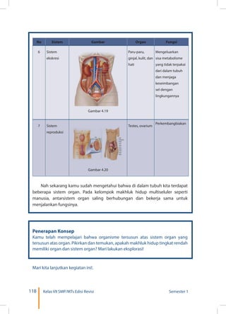 118 Kelas VII SMP/MTs Edisi Revisi Semester 1
No Sistem Gambar Organ Fungsi
6 Sistem
ekskresi
Gambar 4.19
Paru-paru,
ginjal, kulit, dan
hati
Mengeluarkan
sisa metabolisme
yang tidak terpakai
dari dalam tubuh
dan menjaga
keseimbangan
sel dengan
lingkungannya
7 Sistem
reproduksi
Gambar 4.20
Testes, ovarium
Perkembangbiakan
Nah sekarang kamu sudah mengetahui bahwa di dalam tubuh kita terdapat
beberapa sistem organ. Pada kelompok makhluk hidup multiseluler seperti
manusia, antarsistem organ saling berhubungan dan bekerja sama untuk
menjalankan fungsinya.
Penerapan Konsep
Kamu telah mempelajari bahwa organisme tersusun atas sistem organ yang
tersusun atas organ. Pikirkan dan temukan, apakah makhluk hidup tingkat rendah
memiliki organ dan sistem organ? Mari lakukan eksplorasi!
Mari kita lanjutkan kegiatan ini!.
 