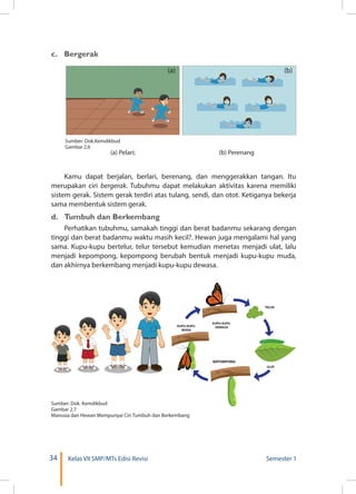 34 Kelas VII SMP/MTs Edisi Revisi Semester 1
c.	Bergerak
Sumber: Dok.Kemdikbud
Gambar 2.6
	 (a) Pelari; 	 (b) Perenang
(a) (b)
Kamu dapat berjalan, berlari, berenang, dan menggerakkan tangan. Itu
merupakan ciri bergerak. Tubuhmu dapat melakukan aktivitas karena memiliki
sistem gerak. Sistem gerak terdiri atas tulang, sendi, dan otot. Ketiganya bekerja
sama membentuk sistem gerak.
d.	 Tumbuh dan Berkembang
Perhatikan tubuhmu, samakah tinggi dan berat badanmu sekarang dengan
tinggi dan berat badanmu waktu masih kecil?. Hewan juga mengalami hal yang
sama. Kupu-kupu bertelur, telur tersebut kemudian menetas menjadi ulat, lalu
menjadi kepompong, kepompong berubah bentuk menjadi kupu-kupu muda,
dan akhirnya berkembang menjadi kupu-kupu dewasa.
KUPU-KUPU
DEWASA
TELUR
ULAT
KEPOMPONG
KUPU-KUPU
MUDA
Sumber: Dok. Kemdikbud
Gambar 2.7
Manusia dan Hewan Mempunyai Ciri Tumbuh dan Berkembang
 