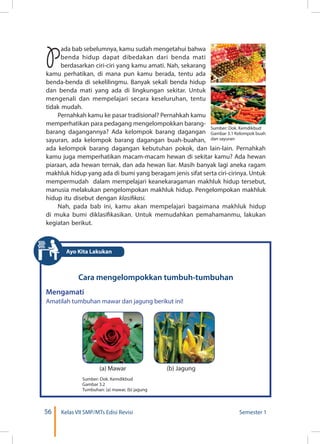 56 Kelas VII SMP/MTs Edisi Revisi Semester 1
P
ada bab sebelumnya, kamu sudah mengetahui bahwa
benda hidup dapat dibedakan dari benda mati
berdasarkan ciri-ciri yang kamu amati. Nah, sekarang
kamu perhatikan, di mana pun kamu berada, tentu ada
benda-benda di sekelilingmu. Banyak sekali benda hidup
dan benda mati yang ada di lingkungan sekitar. Untuk
mengenali dan mempelajari secara keseluruhan, tentu
tidak mudah.
Pernahkah kamu ke pasar tradisional? Pernahkah kamu
memperhatikan para pedagang mengelompokkan barang-
barang dagangannya? Ada kelompok barang dagangan
sayuran, ada kelompok barang dagangan buah-buahan,
ada kelompok barang dagangan kebutuhan pokok, dan lain-lain. Pernahkah
kamu juga memperhatikan macam-macam hewan di sekitar kamu? Ada hewan
piaraan, ada hewan ternak, dan ada hewan liar. Masih banyak lagi aneka ragam
makhluk hidup yang ada di bumi yang beragam jenis sifat serta ciri-cirinya. Untuk
mempermudah dalam mempelajari keanekaragaman makhluk hidup tersebut,
manusia melakukan pengelompokan makhluk hidup. Pengelompokan makhluk
hidup itu disebut dengan klasifikasi.
Nah, pada bab ini, kamu akan mempelajari bagaimana makhluk hidup
di muka bumi diklasifikasikan. Untuk memudahkan pemahamanmu, lakukan
kegiatan berikut.
Sumber: Dok. Kemdikbud
Gambar 3.1 Kelompok buah
dan sayuran
Cara mengelompokkan tumbuh-tumbuhan
Mengamati
Amatilah tumbuhan mawar dan jagung berikut ini!
(a) Mawar (b) Jagung
Sumber: Dok. Kemdikbud
Gambar 3.2
Tumbuhan: (a) mawar, (b) jagung
Ayo Kita Lakukan
 