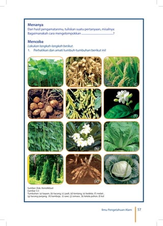 57Ilmu Pengetahuan Alam
Menanya
Dari hasil pengamatanmu, tuliskan suatu pertanyaan, misalnya:
Bagaimanakah cara mengelompokkan ..............................................?
Mencoba
Lakukan langkah-langkah berikut.
1.	 Perhatikan dan amati tumbuh-tumbuhan berikut ini!
Sumber: Dok. Kemdikbud
Gambar 3.3
Tumbuhan: (a) bayam, (b) kacang, (c) padi, (d) kentang, (e) kedelai, (f) melati ,
(g) kacang panjang, (h) kamboja, (i) sawi, (j) cemara , (k) ketela pohon, (l) kol
(a) (b) (c)
(j)
(d) (e) (f)
(k)
(g) (h) (i)
(l)
 