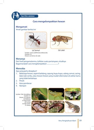 59Ilmu Pengetahuan Alam
Cara mengelompokkan hewan
Mengamati
Amati gambar berikut ini
(a) Semut (b) Lalat
Sumber: www.cutlefish.bio.indiana.edu
Gambar 3.4
Hewan: (a) Semut, (b) Lalat
	
  
Menanya
Dari hasil pengamatanmu, tuliskan suatu pertanyaan, misalnya:
Bagaimanakah cara mengelompokkan ............................?
Mencoba
Apa yang perlu disiapkan?
1.	 Beberapa hewan, seperti belalang, capung, kupu-kupu, udang, semut, cacing,
lalat, kaki seribu, atau hewan-hewan yang mudah ditemukan di sekitar kamu
yang tidak berbahaya.
2. Pinset
3.	 Kaca pembesar
4.	Nampan
	
  	
   	
  
	
  
	
  
Sumber: Dok. Kemdikbud
Gambar 3.5
Hewan: (a) Capung,
(b) Belalang,
(c) Kupu-kupu,
(d) Cacing,
(e) kaki seribu,
(f) udang,
(a) (b) (c)
(f)(d) (e)
Ayo Kita Lakukan
 