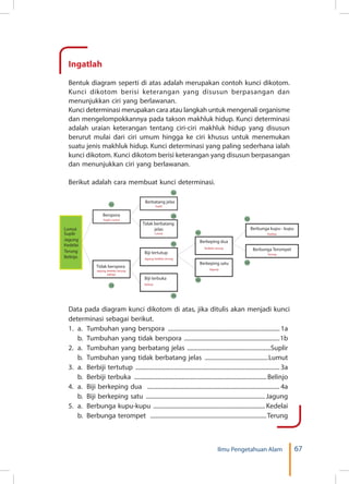 67Ilmu Pengetahuan Alam
Ingatlah
Bentuk diagram seperti di atas adalah merupakan contoh kunci dikotom.
Kunci dikotom berisi keterangan yang disusun berpasangan dan
menunjukkan ciri yang berlawanan.
Kunci determinasi merupakan cara atau langkah untuk mengenali organisme
dan mengelompokkannya pada takson makhluk hidup. Kunci determinasi
adalah uraian keterangan tentang ciri-ciri makhluk hidup yang disusun
berurut mulai dari ciri umum hingga ke ciri khusus untuk menemukan
suatu jenis makhluk hidup. Kunci determinasi yang paling sederhana ialah
kunci dikotom. Kunci dikotom berisi keterangan yang disusun berpasangan
dan menunjukkan ciri yang berlawanan.
Berikut adalah cara membuat kunci determinasi.
Data pada diagram kunci dikotom di atas, jika ditulis akan menjadi kunci
determinasi sebagai berikut.
1.	 a. 	Tumbuhan yang berspora ............................................................................. 1a
	 b. 	Tumbuhan yang tidak berspora ..................................................................1b
2.	 a.	 Tumbuhan yang berbatang jelas ..........................................................Suplir
	 b. 	Tumbuhan yang tidak berbatang jelas ............................................Lumut
3.	 a. 	Berbiji tertutup ................................................................................................... 3a
	 b. 	Berbiji terbuka ........................................................................................... Belinjo
4.	 a. 	Biji berkeping dua ........................................................................................... 4a
	 b. 	Biji berkeping satu .................................................................................. Jagung
5.	 a. 	Berbunga kupu-kupu ............................................................................. Kedelai
	 b. 	Berbunga terompet ...............................................................................Terung
Suplir, Lumut
Berspora
Suplir
Lumut
Jagung, kedelai, terung,
belinjo
Jagung, kedelai, terung
Berbatang jelas
Tidak berbatang
jelas
Biji tertutup
Berkeping dua
Berbunga kupu - kupu
Berbunga Terompet
Jagung
Kedelai, terung
Kedelai
Terung
Berkeping satu
belinjo
Biji terbuka
Tidak berspora
1 a
2 a
2 b
3 a
4 a
5 a
5 b
4 b
3 b
1 b
Lumut
Suplir
Jagung
Kedelai
Terung
Belinjo
 