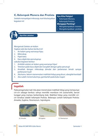 72 Kelas VII SMP/MTs Edisi Revisi Semester 1
C. Kelompok Monera dan Protista
Setelahmempelajarimikrosop,marikitalanjutkan
kegiatan ini!
Mengamati Setetes air kolam
Siapkan alat dan bahan berikut ini!
1.	 Air kolam yang warnanya hijau
2.	Mikroskop
3.	 Pipet tetes
4.	 Kaca objek dan penutupnya
Lakukan kegiatan berikut:
1.	 Ambilah setetes air kolam yang warnanya hijau!
2.	 Teteskan pada kaca objek dan tutuplah dengan gelas penutup!
3.	 Amatilah dengan mikroskop dimulai dari perbesaran lemah sampai
perbesaran kuat!
4.	 Jika kamu belum menemukan makhluk hidup yang dicari, ulangilah kembali!
5.	 Jika sudah menemukannya, gambarlah pada buku tugas!
Ingatlah
Pada pengamatan tadi kita akan menemukan makhluk hidup yang mempunyai
ciri-ciri sebagai berikut: selnya memiliki membran inti (eukariotik), bersel
tunggal yang mampu berkembang biak. Makhluk hidup yang memiliki ciri-
ciri tersebut adalah kelompok Protista. Beberapa contoh kelompok Protista:
Amoeba, Euglena, Paramecium, Saprolegnia.
	
   	
   	
  
(c) Paramecium(b) Euglena(a) Amoeba
Ayo Kita Pelajari
•	 Kelompok Monera.
•	 Kelompok Protista
Mengapa Penting?
•	 Mengelompokkan monera
•	 Mengelompokkan protista
Ayo Kita Lakukan
 