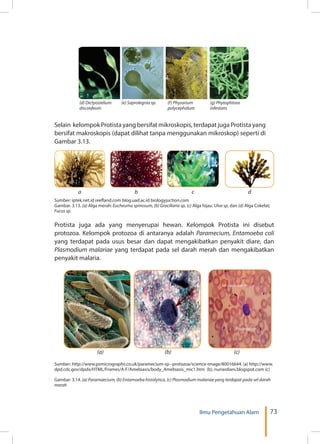 73Ilmu Pengetahuan Alam
(d) Dictyostelium
discoideum
(f) Physarium
polycephalum
(e) Saprolegnia sp. (g) Phytophtora
infestans
Selain kelompok Protista yang bersifat mikroskopis, terdapat juga Protista yang
bersifat makroskopis (dapat dilihat tanpa menggunakan mikroskop) seperti di
Gambar 3.13.
a b c d
Sumber: iptek.net.id reefland.com blog.uad.ac.id biologyjuction.com
Gambar. 3.13. (a) Alga merah: Eucheuma spinosum, (b) Gracillaria sp, (c) Alga hijau: Ulva sp, dan (d) Alga Cokelat;
Fucus sp.
Protista juga ada yang menyerupai hewan. Kelompok Protista ini disebut
protozoa. Kelompok protozoa di antaranya adalah Paramecium, Entamoeba coli
yang terdapat pada usus besar dan dapat mengakibatkan penyakit diare, dan
Plasmodium malariae yang terdapat pada sel darah merah dan mengakibatkan
penyakit malaria.
(a) (b) (c)
Sumber: http://www.psmicrographs.co.uk/paramecium-sp--protozoa/science-image/80016644. (a) http://www.
dpd.cdc.gov/dpdx/HTML/Frames/A-F/Amebiasis/body_Amebiasis_mic1.htm (b), nuriardiani.blogspot.com (c)
Gambar. 3.14. (a) Paramaecium, (b) Entamoeba histolytica, (c) Plasmodium malariae yang terdapat pada sel darah
merah
 