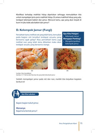 75Ilmu Pengetahuan Alam
Ayo Kita Pelajari
•	 Kelompok Jamur
Mengapa Penting?
•	 Mengelompokkan
kelompok jamur.
Sumber: Dok. Kemdikbud
Gambar. 3.17. Roti (a) dan Nasi basi (b) yang telah ditumbuhi jamur
(a) (b)
Setelah mempelajari jamur pada roti dan nasi, marilah kita lanjutkan kegiatan
berikut ini!
D.	Kelompok Jamur (Fungi)
Pernahkah kamu melihat roti yang telah lama, kemudian
pada bagian roti tersebut terdapat sesuatu yang
berwarna agak gelap? Atau pernahkah kamu juga
melihat nasi yang telah lama dibiarkan maka akan
terdapat sesuatu yang berwarna orange.
Klasifikasi terhadap makhluk hidup diperlukan sehingga memudahkan kita
untuk mempelajari jenis-jenis makhluk hidup. Di antara makhluk hidup yang ada,
terdapat kelompok bakteri dan jamur. Menurut kamu, apa yang akan terjadi di
bumi ini jika tidak ada bakteri dan jamur?
Bagian-bagian tubuh jamur.
Menanya
Bagaimana bentuk jamur?
Ayo Kita Lakukan
 