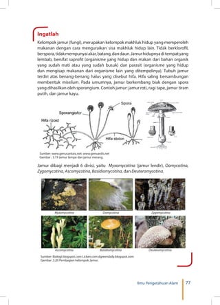 77Ilmu Pengetahuan Alam
Ingatlah
Kelompok jamur (fungi), merupakan kelompok makhluk hidup yang memperoleh
makanan dengan cara menguraikan sisa makhluk hidup lain. Tidak berklorofil,
berspora,tidakmempunyaiakar,batang,dandaun.Jamurhidupnyaditempatyang
lembab, bersifat saprofit (organisme yang hidup dan makan dari bahan organik
yang sudah mati atau yang sudah busuk) dan parasit (organisme yang hidup
dan mengisap makanan dari organisme lain yang ditempelinya). Tubuh jamur
terdiri atas benang-benang halus yang disebut hifa. Hifa saling bersambungan
membentuk miselium. Pada umumnya, jamur berkembang biak dengan spora
yang dihasilkan oleh sporangium. Contoh jamur: jamur roti, ragi tape, jamur tiram
putih, dan jamur kayu.
	
  Sumber: www.genusantara.net, www.genuardis.net
Gambar : 3.19 Jamur tempe dan jamur merang.
Jamur dibagi menjadi 6 divisi, yaitu Myxomycotina (jamur lendir), Oomycotina,
Zygomycotina, Ascomycotina, Basidiomycotina, dan Deuteromycotina.
	
  
	
  
Myxomycotina
Ascomycotina
Oomycotina
Basidiomycotina
Zygomycotina
Deuteromycotina
Sumber: Biologi.blogspot.com Licken.com dgreendaily.blogspot.com
Gambar: 3.20 Pembagian kelompok Jamur.
 