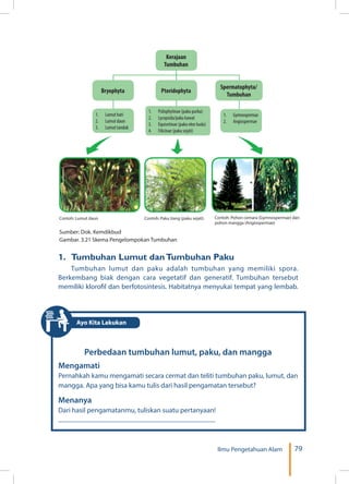 79Ilmu Pengetahuan Alam
Kerajaan
Tumbuhan
Pteridophyta
Spermatophyta/
Tumbuhan
Bryophyta
1.	 Lumut hati
2.	 Lumut daun
3.	 Lumut tanduk
1.	 Gymnospermae
2.	 Angiospermae
1.	 Psilophytinae (paku purba)
2.	 Lycopsida/paku kawat
3.	 Equisetinae (paku ekor kuda)
4.	 Filicinae (paku sejati)
Contoh: Lumut daun Contoh: Paku tiang (paku sejati) Contoh: Pohon cemara (Gymnospermae) dan
pohon mangga (Angiospermae)
Sumber: Dok. Kemdikbud
Gambar. 3.21 Skema Pengelompokan Tumbuhan
1.	 Tumbuhan Lumut danTumbuhan Paku
Tumbuhan lumut dan paku adalah tumbuhan yang memiliki spora.
Berkembang biak dengan cara vegetatif dan generatif. Tumbuhan tersebut
memiliki klorofil dan berfotosintesis. Habitatnya menyukai tempat yang lembab.
Perbedaan tumbuhan lumut, paku, dan mangga
Mengamati
Pernahkah kamu mengamati secara cermat dan teliti tumbuhan paku, lumut, dan
mangga. Apa yang bisa kamu tulis dari hasil pengamatan tersebut?
Menanya
Dari hasil pengamatanmu, tuliskan suatu pertanyaan!
...........................................................................................................
Ayo Kita Lakukan
 
