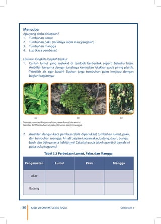 80 Kelas VII SMP/MTs Edisi Revisi Semester 1
Mencoba
Apa yang perlu disiapkan?
1.	 Tumbuhan lumut
2.	 Tumbuhan paku (misalnya suplir atau yang lain)
3.	 Tumbuhan mangga
4.	 Lup (kaca pembesar)
Lakukan langkah-langkah berikut
1.	 Carilah lumut yang melekat di tembok berbentuk seperti beludru hijau.
Ambillah bersama dengan tanahnya kemudian letakkan pada piring plastik.
Tetesilah air agar basah! Siapkan juga tumbuhan paku lengkap dengan
bagian-bagiannya!		
Sumber : emocezi.livejournal.com, www.lumut.fobi.web.id
Gambar 3.22 Tumbuhan (a) paku, (b) lumut dan (c) mangga.
(a) (b) (c)
2.	 Amatilah dengan kaca pembesar (bila diperlukan) tumbuhan lumut, paku,
dan tumbuhan mangga. Amati bagian-bagian akar, batang, daun, bunga,
buah dan bijinya serta habitatnya! Catatlah pada tabel seperti di bawah ini
pada buku tugasmu!
Tabel 3.3 Perbedaan Lumut, Paku, dan Mangga
Pengamatan Lumut Paku Mangga
Akar
Batang
 