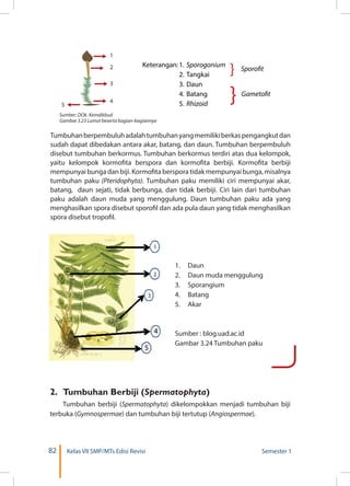 82 Kelas VII SMP/MTs Edisi Revisi Semester 1
Tumbuhanberpembuluhadalahtumbuhanyangmemilikiberkaspengangkutdan
sudah dapat dibedakan antara akar, batang, dan daun. Tumbuhan berpembuluh
disebut tumbuhan berkormus. Tumbuhan berkormus terdiri atas dua kelompok,
yaitu kelompok kormofita berspora dan kormofita berbiji. Kormofita berbiji
mempunyai bunga dan biji. Kormofita berspora tidak mempunyai bunga, misalnya
tumbuhan paku (Pteridophyta). Tumbuhan paku memiliki ciri mempunyai akar,
batang, daun sejati, tidak berbunga, dan tidak berbiji. Ciri lain dari tumbuhan
paku adalah daun muda yang menggulung. Daun tumbuhan paku ada yang
menghasilkan spora disebut sporofil dan ada pula daun yang tidak menghasilkan
spora disebut tropofil.
Keterangan:	1.	 Sporogonium	
	 2.	Tangkai
	 3.	Daun
	 4.	Batang	 Gametofit
	 5.	Rhizoid
}
} Sporofit
1
2
3
4
5
Sumber: DOk. Kemdikbud
Gambar 3.23 Lumut beserta bagian-bagiannya
1.	Daun
2.	 Daun muda menggulung
3.	Sporangium
4.	Batang
5.	Akar
Sumber : blog.uad.ac.id
Gambar 3.24 Tumbuhan paku
2.	 Tumbuhan Berbiji (Spermatophyta)
Tumbuhan berbiji (Spermatophyta) dikelompokkan menjadi tumbuhan biji
terbuka (Gymnospermae) dan tumbuhan biji tertutup (Angiospermae).
 