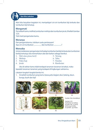 83Ilmu Pengetahuan Alam
Mari kita lanjutkan kegiatan ini, mempelajari ciri-ciri tumbuhan biji terbuka dan
tumbuhan biji tertutup.
Mengamati
Pernahkah kamu melihat tumbuhan melinjo dan tumbuhan jeruk, lihatlah Gambar
3.25.
Tulis hasil pengamatan kamu.
Menanya
Dari pengamatanmu, tuliskan suatu pertanyaan!
Apa ciri-ciri tumbuhan ................... dan tumbuhan ...................?
Mencoba
Untukmelakukanpengamatanterhadaptumbuhanberbijiterbukadantumbuhan
berbiji tertutup, kita memerlukan alat dan bahan sebagai berikut.
1.	 Silet atau pisau kecil			 5. Terung
2.	Melinjo					6. Tebu
3.	Pakis haji					7. Pandan
4.	Jeruk					8. Rambutan
Jika di sekitar kamu tidak terdapat tanaman-tanaman tersebut, maka
bawalah tanaman-tanaman yang terdapat di lingkungan sekitarmu.
Lakukan langkah-langkah berikut ini.
1.	 Amatilah tumbuhan yang kamu bawa,yaitu bagian akar, batang, daun,
bunga, buah dan biji!
Sumber: Dok. Kemdikbud
Gambar 3.25
Tumbuhan (a) melinjo,
(b) pakis haji , (c) jeruk,
(d) terung, (e) tebu,
(f) pandan , (g) matoa
(a)
(f)
(b)
(g)
(c)
(h)
(e)
Ayo Kita Lakukan
 